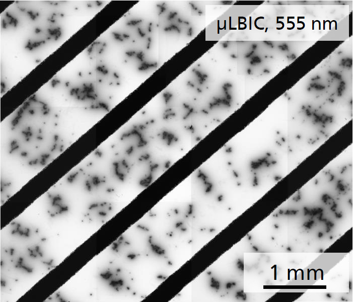 Mikoskopische Aufnahme der Lichtinduzierten Stromverteilung (µLBIC)